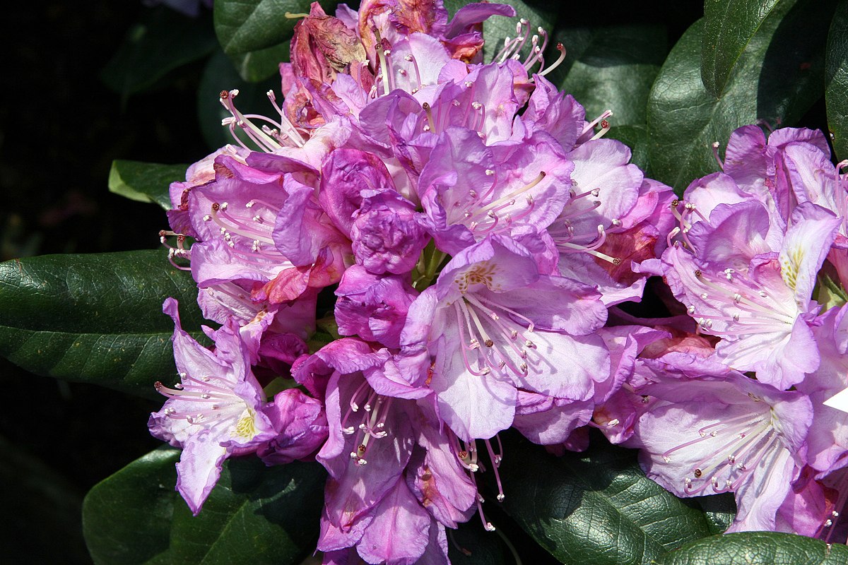 Váš zimostráz zjedli húsenice? Tento nový ker ho ideálne nahradí. Má rovnaké požiadavky na pestovanie a kvitne!