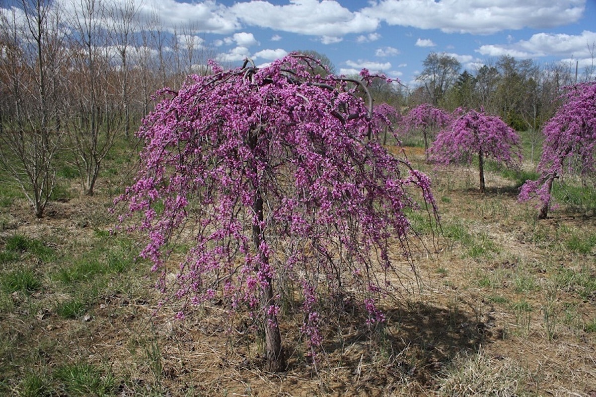 Rastie ako malý stromček alebo pôsobivý okrasný ker. Jeho biele kvety konkurujú kvetom kamélií.