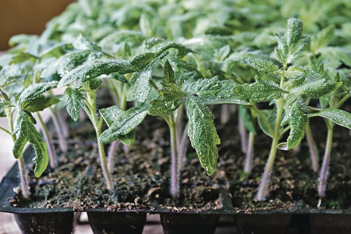 Hodte 1 lyžicu do jamky – paradajky nebudú choré a vždy budú mäsité: v plodoch 10/10 kríkov