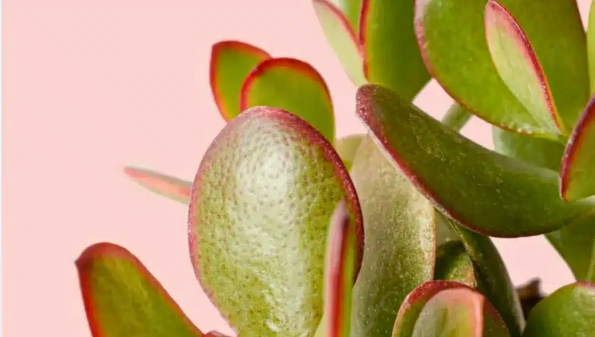 Prečo sa na listoch môjho nefritového stromu objavili hnedé škvrny a ako to napraviť?