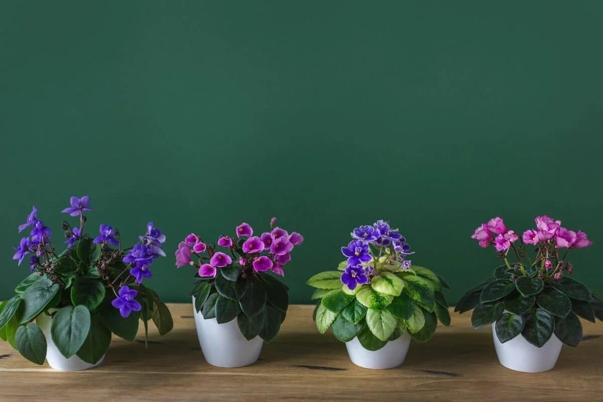 Jedna čajová lyžička spodného koreňa – a fialka bude kvitnúť nepretržite: listy nebudú viditeľné za kvetmi.