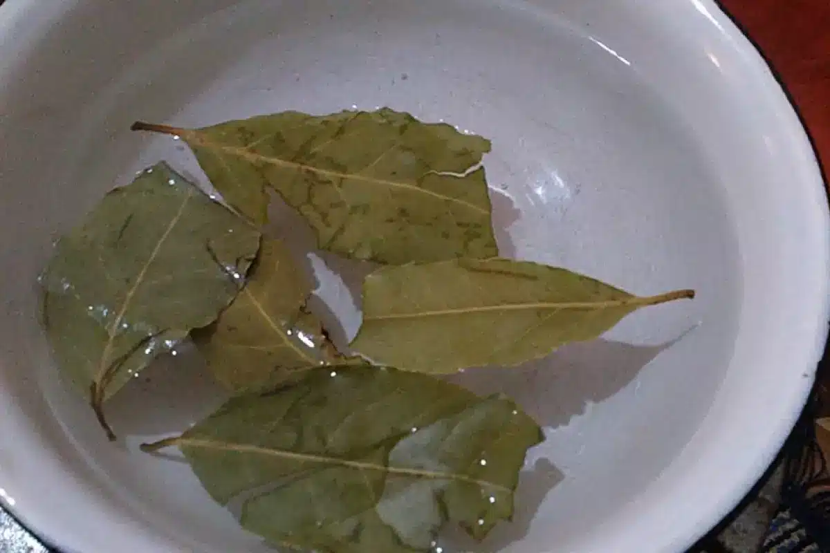 Ako vložiť bobkové listy do mikrovlnnej rúry: načo to je potrebné a ako často by sa to malo robiť.