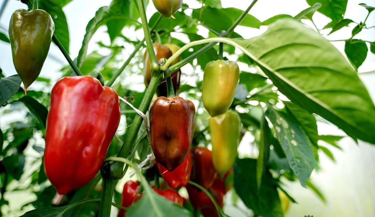 Ak teraz nezasijete semená, vaše papriky nebudú mať čas priniesť plody. Skontrolujte dátumy sejby.