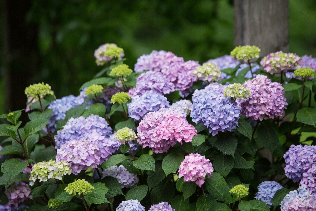 Hnojivo z kefíru pre hortenzie