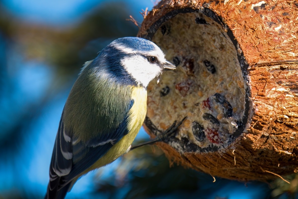 Veľká sýkorka môže znížiť škody spôsobené húsenicami v záhradách až o 50 %.