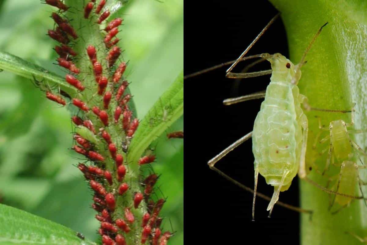 Urobte to a vošky sa nedotknú vášho kôpru ani šalátu. Tento trik si zaslúži zlatú medailu.