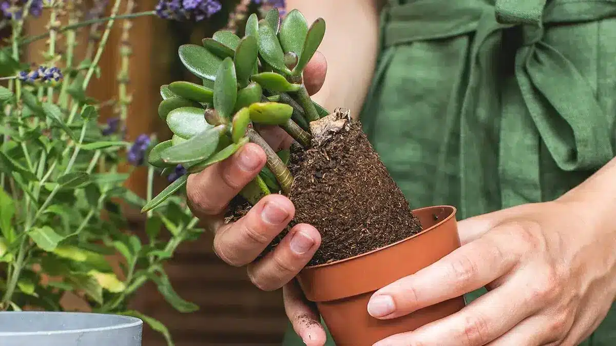 Záhradníci sú zmätení: načo je v črepníku s peňazovým stromom štipka čierneho korenia?