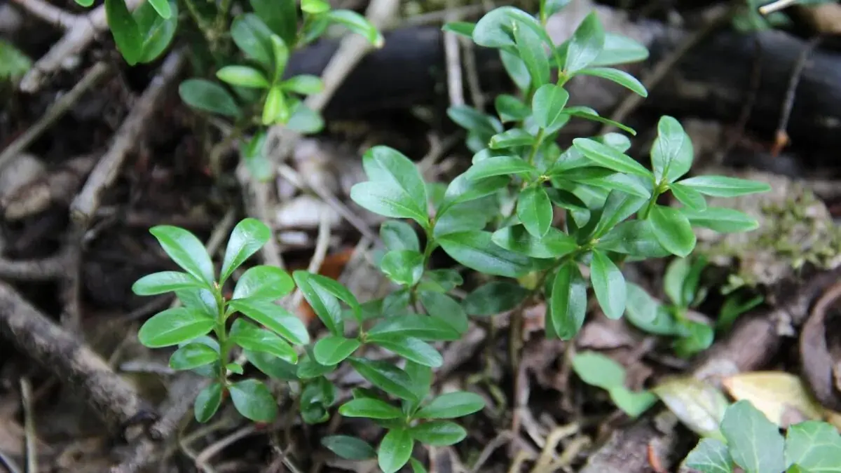 Rastliny a stromy, ktoré je potrebné v februári určite orezať.