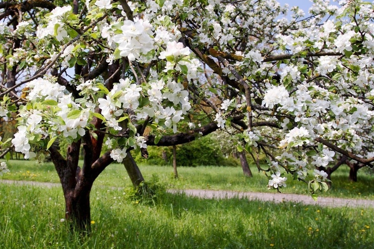 Každú jar polievam týmto roztokom svoje jablone. Počas vegetačného obdobia sú vetvy posiate jablkami.