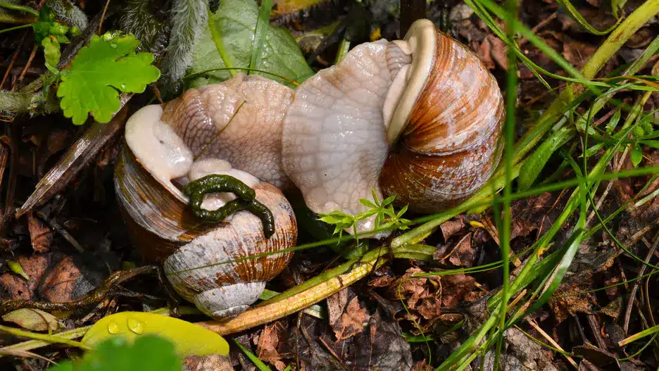 Granule proti modrým slimákom. Nikdy ich nekupujte. Tu je riziko.