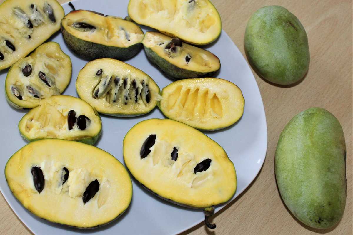Chutí ako mango a banán, vydrží -25 °C. Indický zázrak si podmanil slovenské záhrady.
