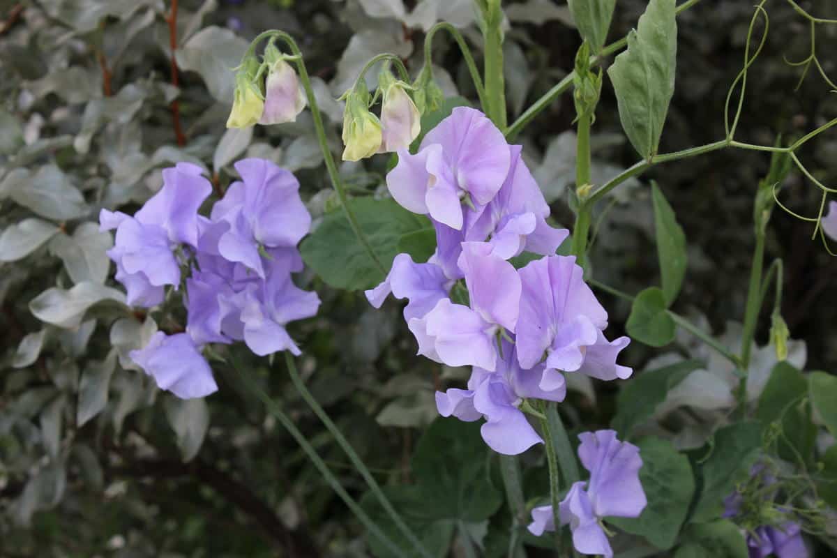 Pôsobivá odroda s božskou vôňou. Zasejte ju teraz a vaši susedia budú nadšení.