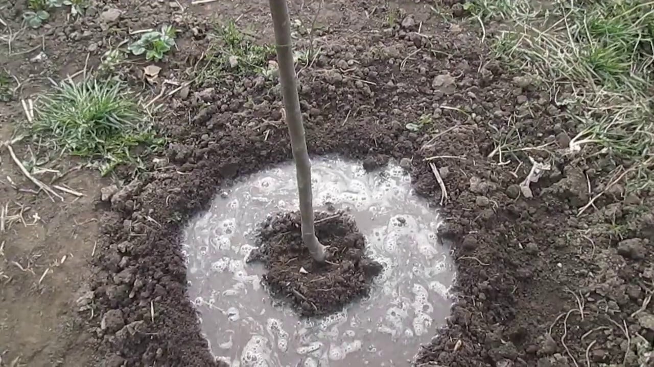 Jedna pohárik – a čerešne sú väčšie ako marhule: sladké ako med, bez kyslastosti.