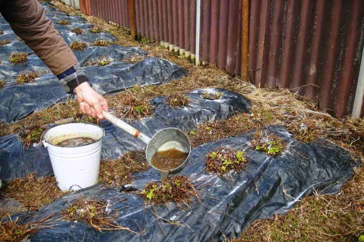 Chcete jahody veľké ako päsť? Urobte to na jar a zozbierate 10-krát viac sladkých bobúľ!