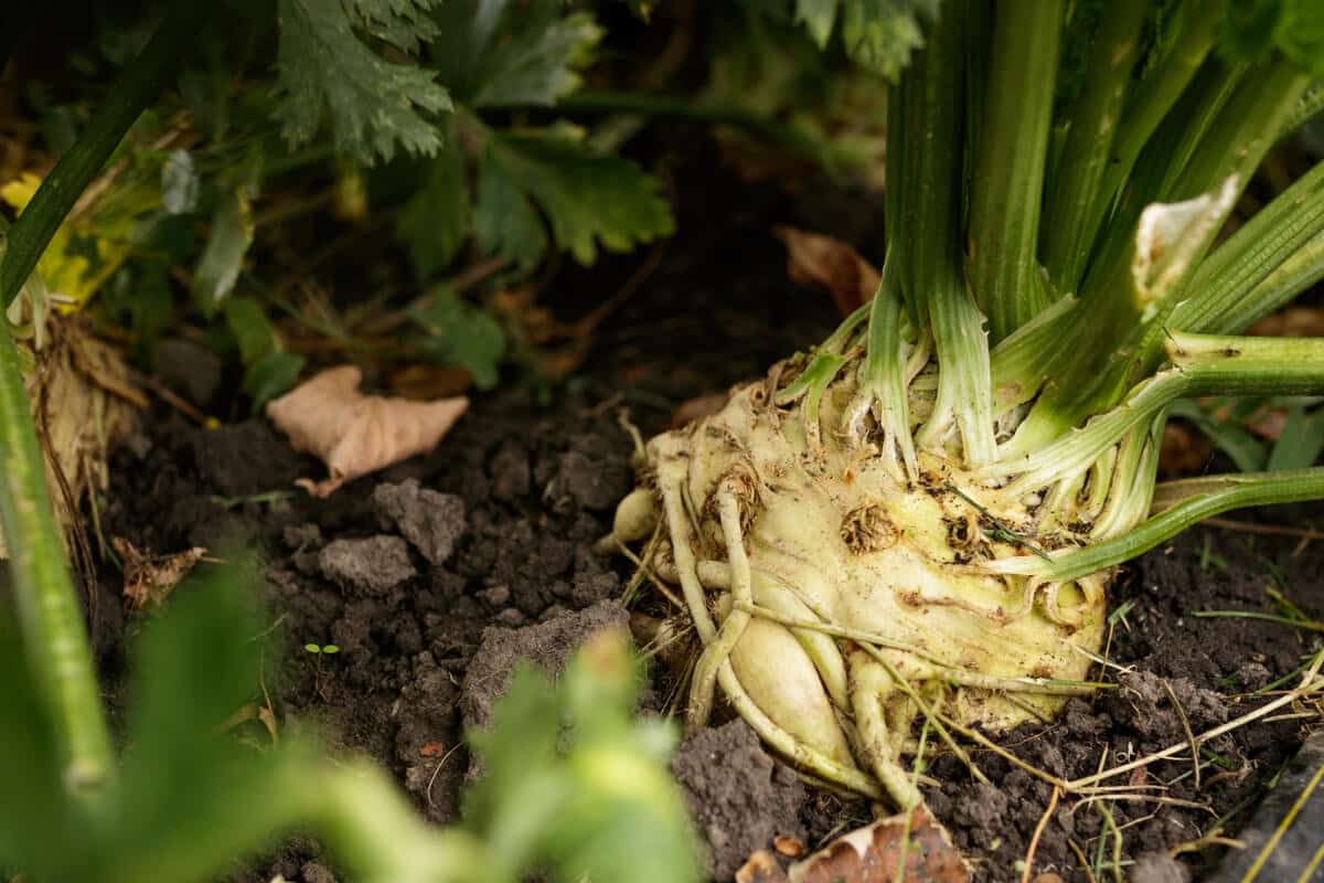 Ako pestovať zeler v interiéri: ako zasiať semená.