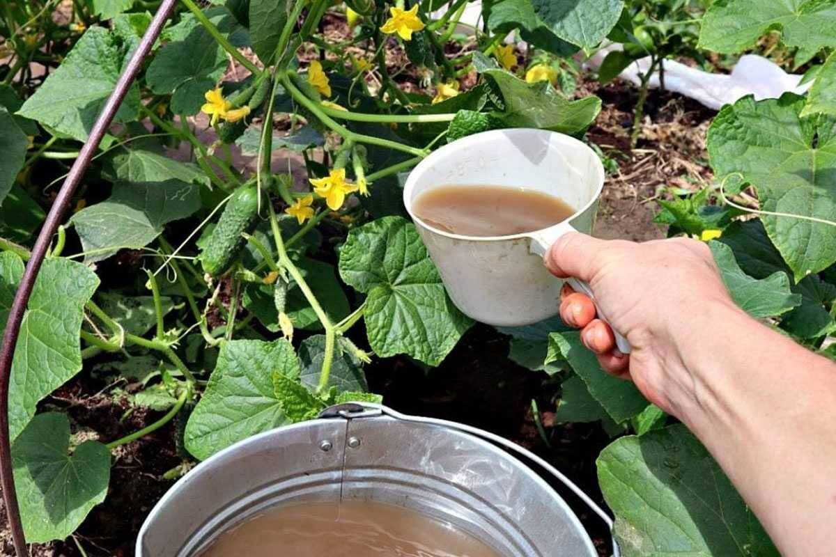 Vynikajúce hnojivo pre paradajky, papriky a uhorky: pohnojte ním sadeničky a budú rodiť ako v prírode.