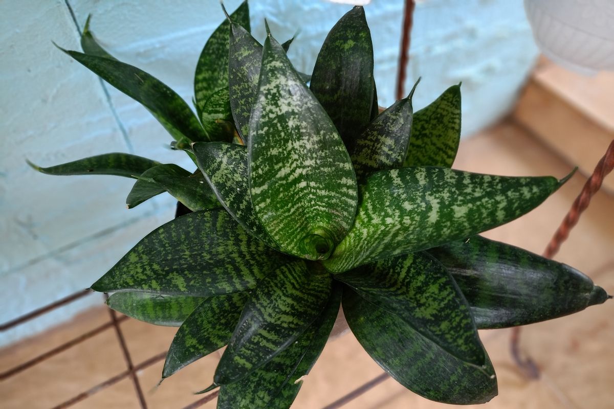 Určite to urobte so svojou sansevieria v marci. Ona sa vám odvďační rýchlym rastom.