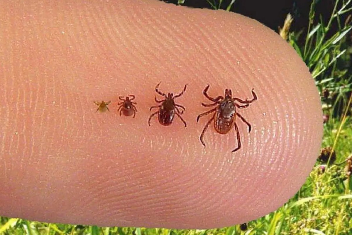 Nesadte ich do záhrady: tieto rastliny priťahujú roztoče ako magnet.