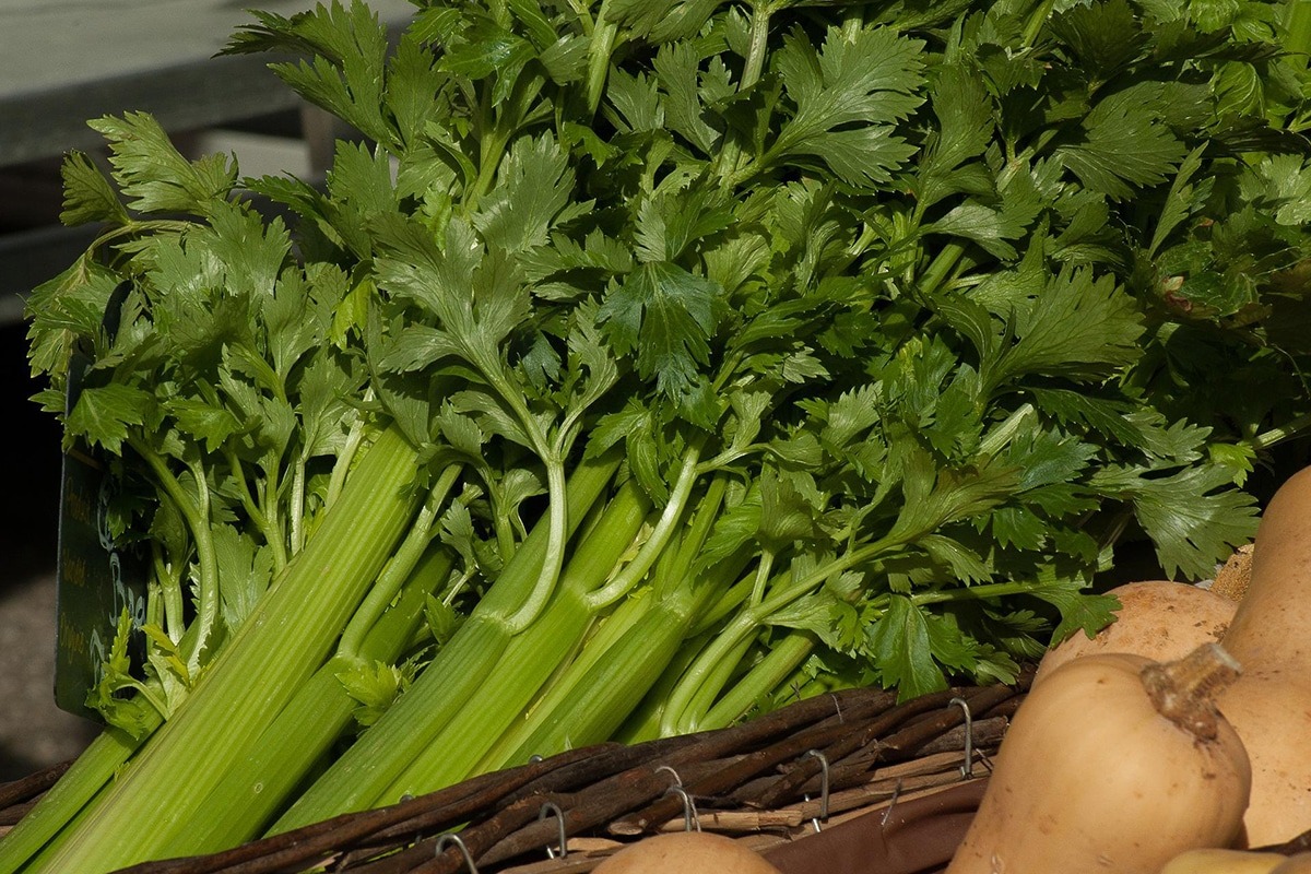 Ako pestovať zeler v interiéri: ako zasiať semená.