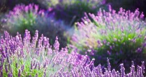 Neviete kedy zasiať levanduľu? Dodržujte tento termín