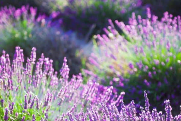 Neviete kedy zasiať levanduľu? Dodržujte tento termín