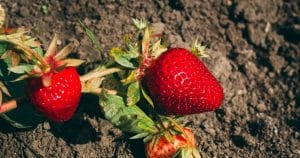 Bez nej nebudú jahody sladké. Tento krok nepreskakujte