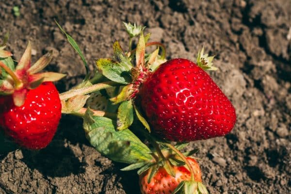Bez nej nebudú jahody sladké. Tento krok nepreskakujte