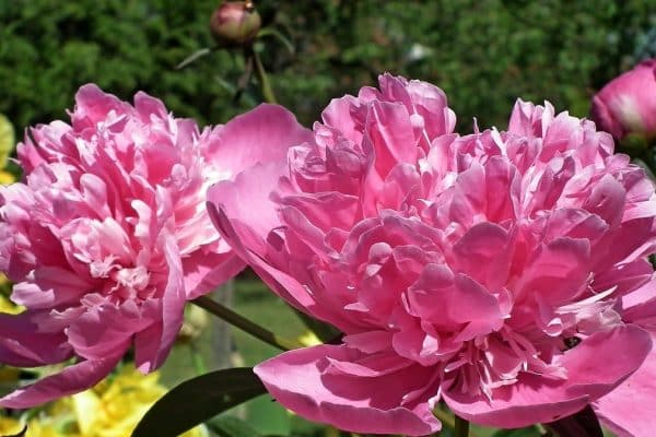 Nalejte vodu a počkajte. Získate najlepšie hnojivo pre bohaté kvitnutie pivoniek