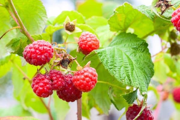 Je čas vysadiť maliny z nádob. Zákon a kríky budú pokryté ovocím