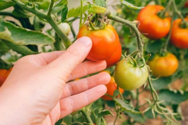 Neignorujte tento signál. V opačnom prípade zabudnete na úrodu paradajok