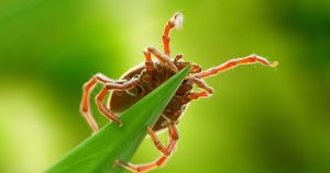 Kliešte s najväčšou pravdepodobnosťou číhajú v týchto častiach záhrady. Dávajte si na nich radšej pozor