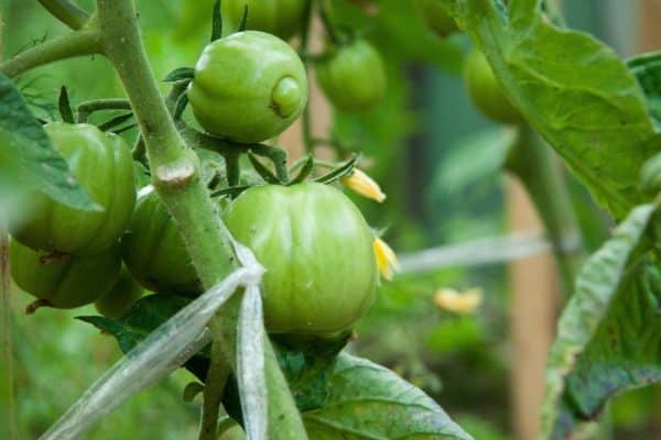 Dedko ňou polieva rastlinky paradajok. Plody sa nedajú spočítať