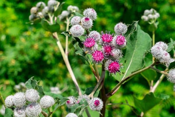 Táto jedlá burina posilňuje vlasy a pokožku. Teraz to môžete zasiať