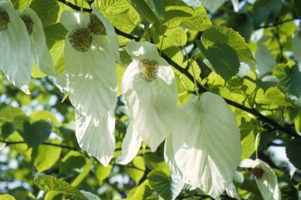 Zasaďte si do záhrady stromček z vreckovky. Budete plakať od rozkoše