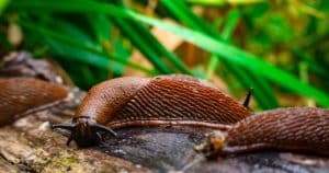 Nasypte ho okolo záhonov a slimáky sa cez neho nedostanú. Určite ho máte v kuchyni