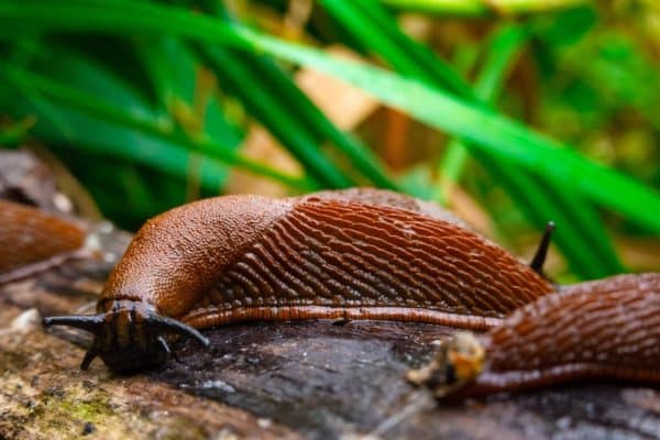Nasypte ho okolo záhonov a slimáky sa cez neho nedostanú. Určite ho máte v kuchyni