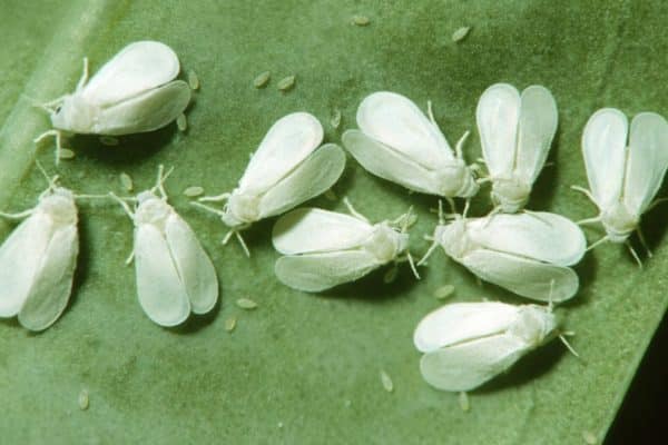 Živia sa biele muchy uhorkami a paradajkami? Takto sa ich zbavíte