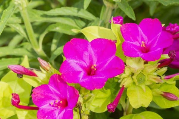 Kvitne v noci a vonia ako parfum. Neprejdete okolo tejto rastliny ľahostajne