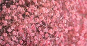 Omietka vydrží vo váze aj niekoľko mesiacov. Jediné, čo musíte urobiť, je urobiť to