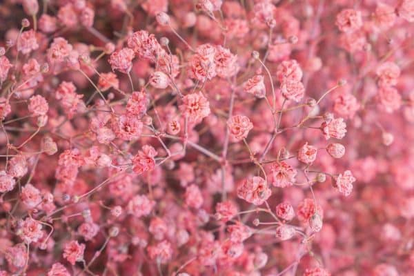 Omietka vydrží vo váze aj niekoľko mesiacov. Jediné, čo musíte urobiť, je urobiť to