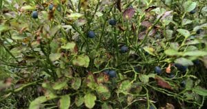 Bobule sú chutné ako z lesa. Aj takto si môžete vo svojej záhrade vypestovať čučoriedky