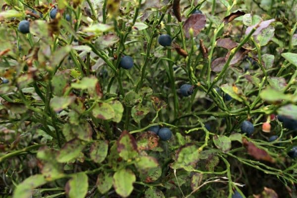 Bobule sú chutné ako z lesa. Aj takto si môžete vo svojej záhrade vypestovať čučoriedky