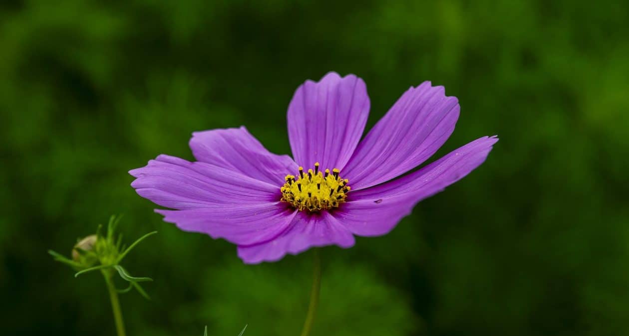 Tieto kvety sejem v máji. Vonia ako čokoláda a majú úžasné meno.