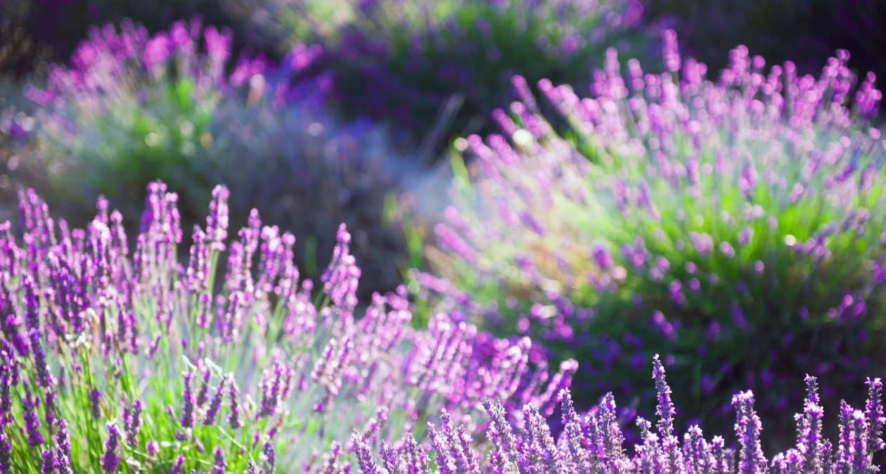 Neviete kedy zasiať levanduľu? Dodržujte tento termín