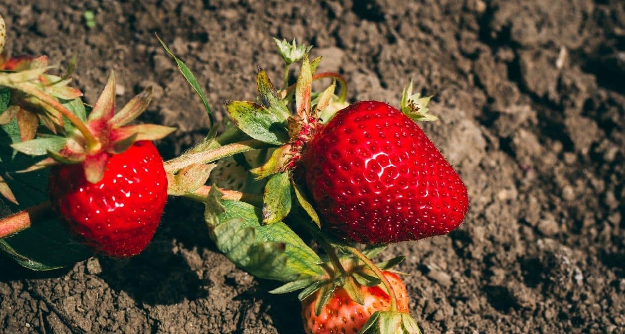 Bez nej nebudú jahody sladké. Tento krok nepreskakujte