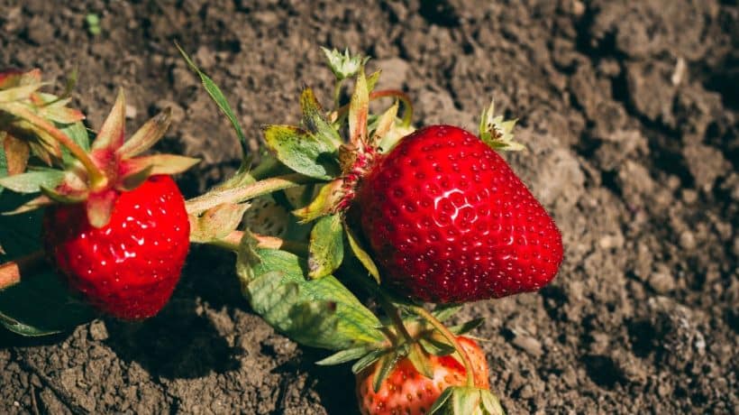 Bez nej nebudú jahody sladké. Tento krok nepreskakujte