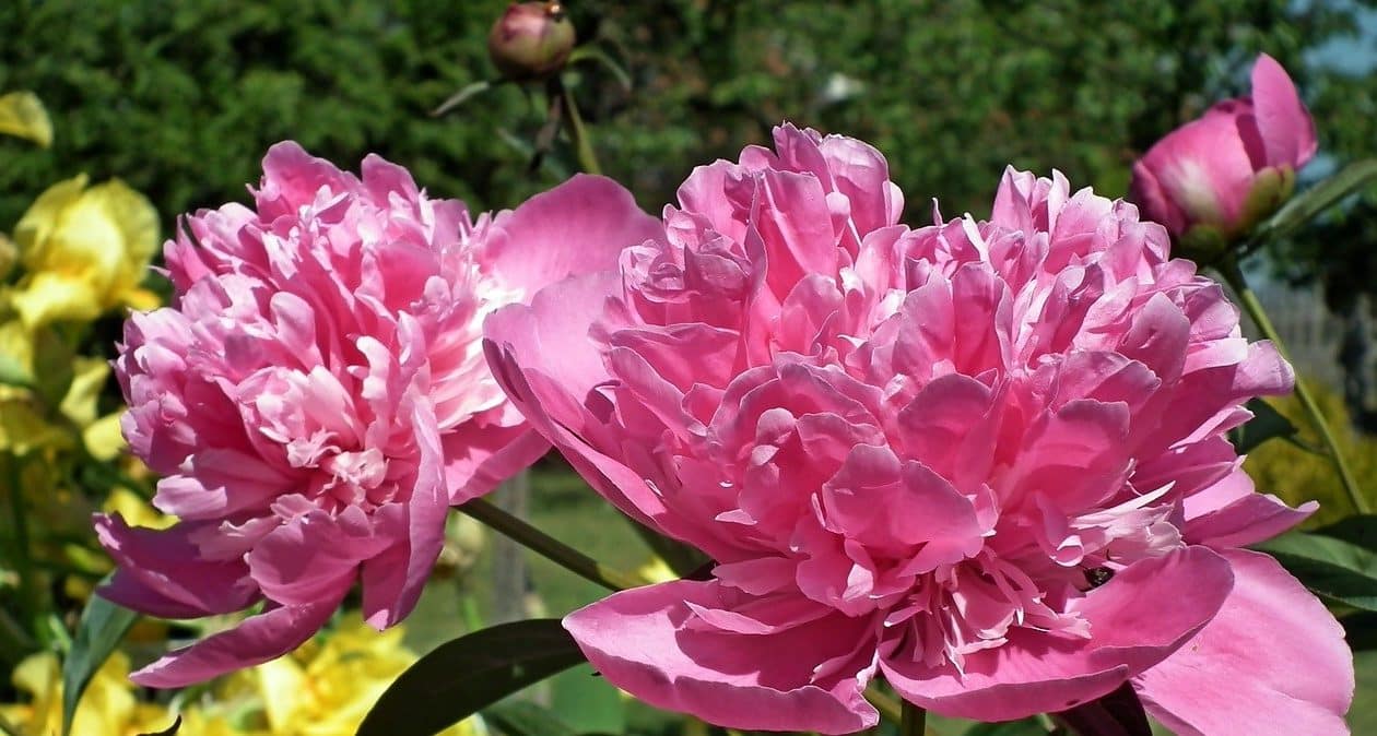 Nalejte vodu a počkajte. Získate najlepšie hnojivo pre bohaté kvitnutie pivoniek