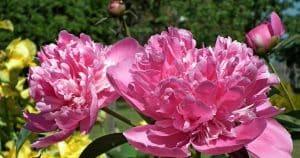 Nalejte vodu a počkajte. Získate najlepšie hnojivo pre bohaté kvitnutie pivoniek