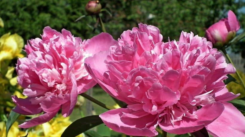 Nalejte vodu a počkajte. Získate najlepšie hnojivo pre bohaté kvitnutie pivoniek