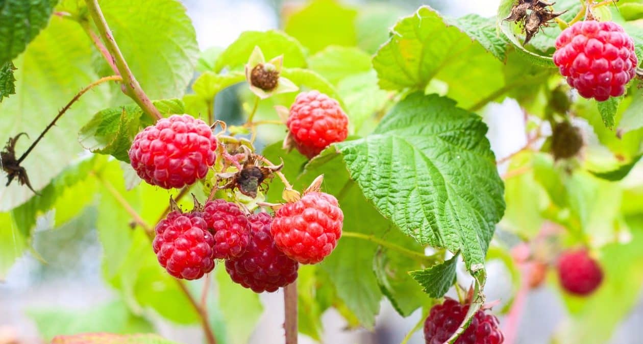 Je čas vysadiť maliny z nádob. Zákon a kríky budú pokryté ovocím